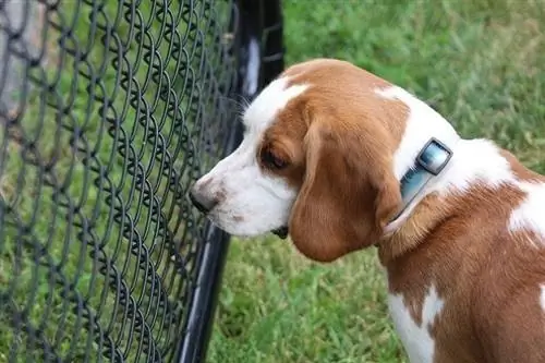 Beagle triste