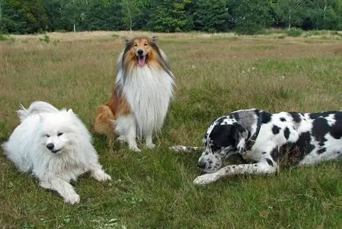 Câine Groupie