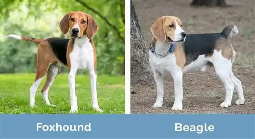 Foxhound vs Beagle uno al lado del otro