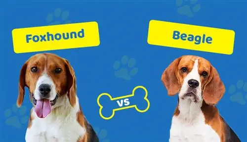 Foxhound vs. Beagle: ¿Cuáles son las diferencias? – Una comparación completa