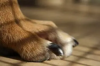 6 Meilleure lime à ongles pour chien 2023 – Avis &