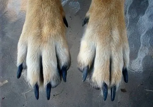 Ongles longs de chien