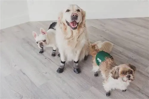 Dog Socks