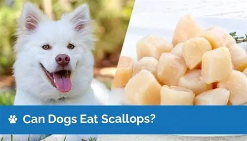 Maaari bang Kumain ng Scallops ang Mga Aso? Ligtas ba ang Scallops para sa Mga Aso? Mga Katotohanan na Inaprubahan ng Vet & FAQ