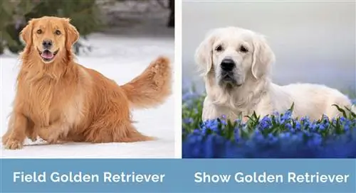 Field vs Show Golden Retriever zij aan zij