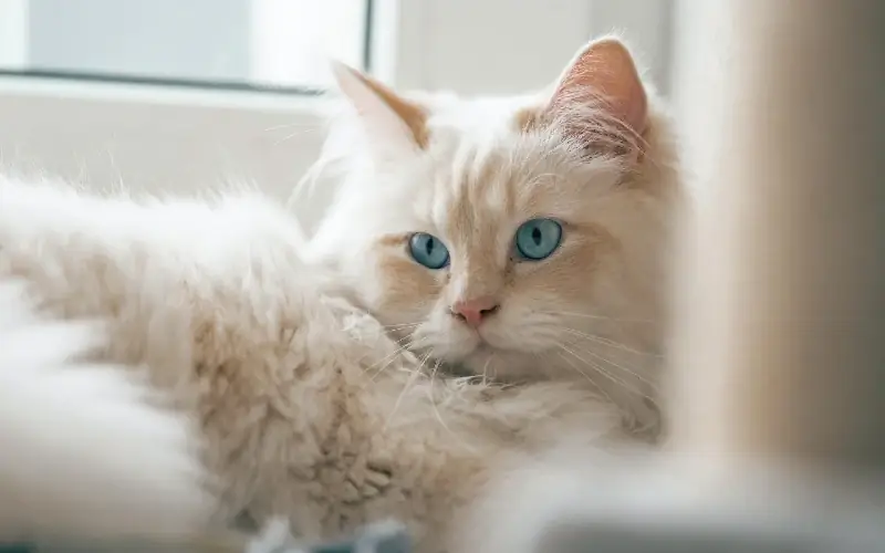 Cream Point Ragdoll -kissa