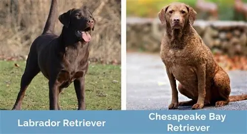 Labrador vs Chesapeake Bay Retriever na magkatabi