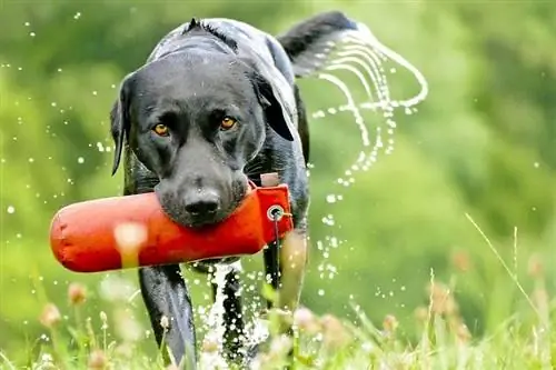 Labrador Retriever wet look