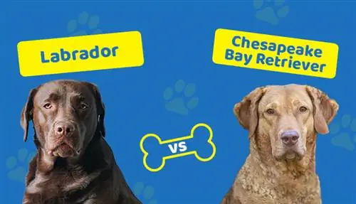 Labrador vs Chesapeake Bay Retriever: quina raça és adequada per a tu?