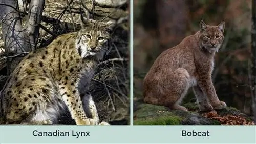 Lynx ya Kanada dhidi ya Bobcat