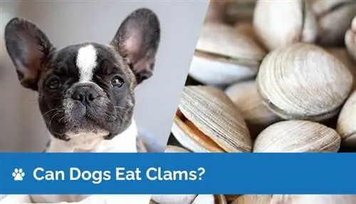 I cani possono mangiare le vongole? Le vongole sono sicure per i cani? (Risposta del veterinario)