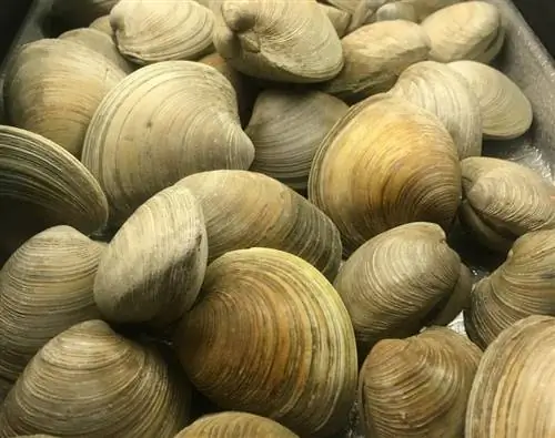 clams