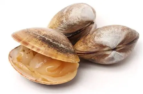 kerang