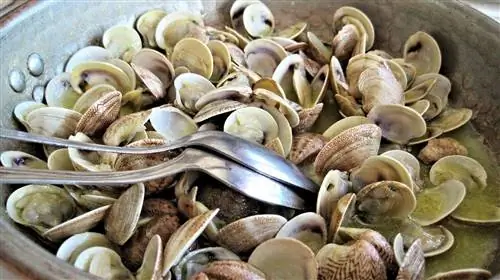 রান্না করা clams