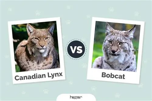 Canadian Lynx vs Bobcat: Lawv txawv li cas? (Nrog cov duab)