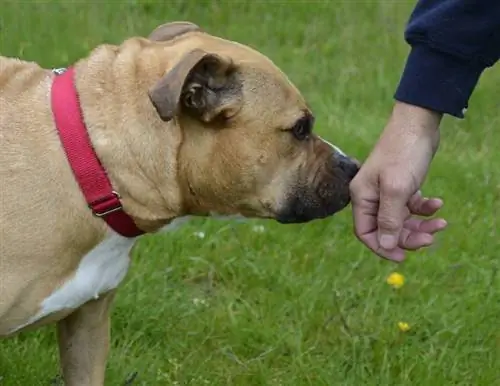 timid bronz și alb pit bull terrier adulmecând mâna unui bărbat într-o curte cu iarbă