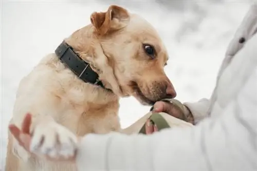 Bisakah Anjing Mencium Bau Kanker Paru? Semua yang Perlu Anda Ketahui