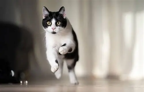 Tuxedo cat na tumatakbo nang mabilis sa loob ng bahay