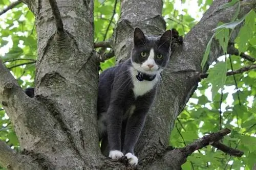 gato de esmoquin en el árbol