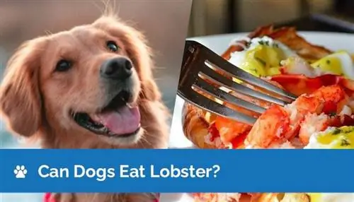 Bisakah Anjing Makan Lobster? Fakta yang Disetujui Dokter Hewan & FAQ