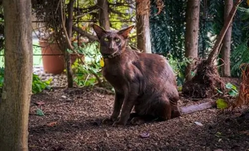 Kahverengi Kediler Nadir mi? Veteriner Kedi Renk Genetiği Gerçeklerini İnceledi