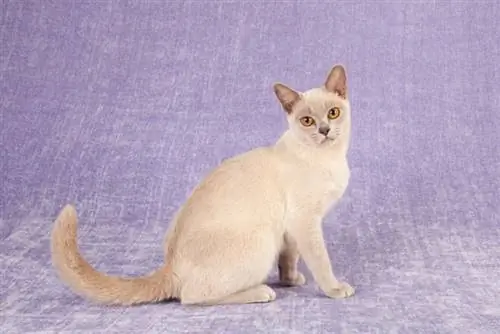 chat birman lilas sur fond violet