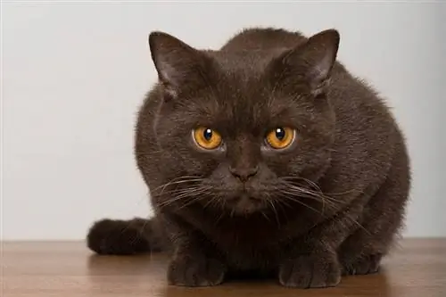 Portretul unei pisici maro British Shorthair