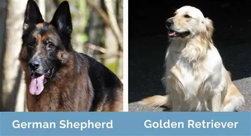 Deutscher Schäferhund und Golden Retriever nebeneinander