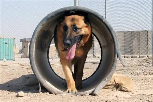 Deutscher Schäferhund-Agility-Tunnel