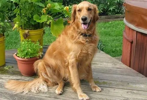 Golden Retriever