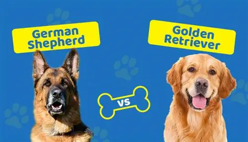 Schæferhund vs Golden Retriever: Hvilken hund skal jeg vælge?