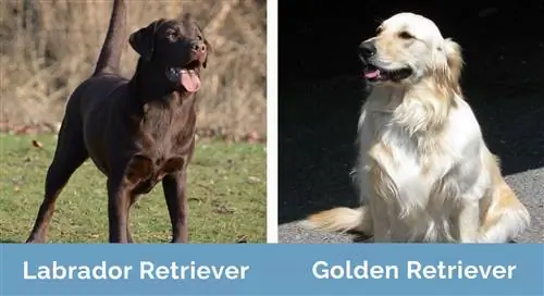 Labrador Retriever vs Golden Retriever unul lângă altul