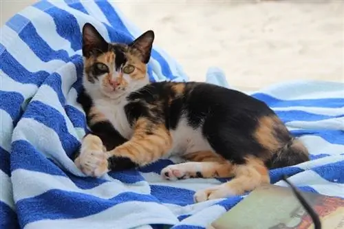 Gatta Calico sdraiata su un telo da spiaggia