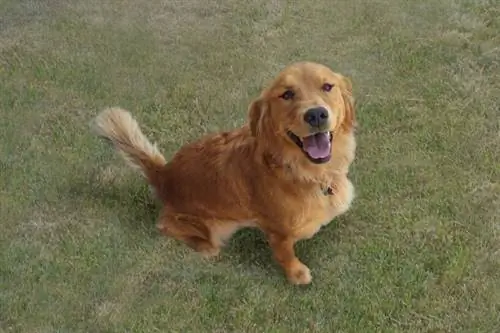 Golden retriever