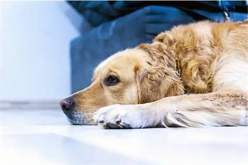 Maladies du Golden Retriever