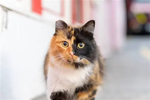 6 typer Calico Cat (med billeder)