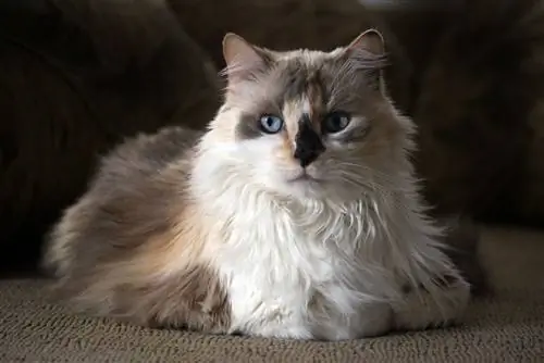 dilute calico kitty