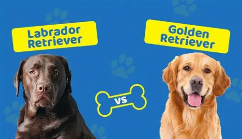 Labrador retriever vs golden retriever: Vilken ras är bäst för dig?