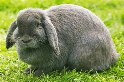 Fransk Lop Eared Rabbit