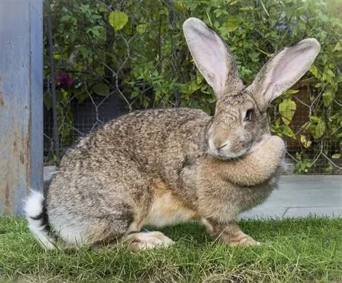 Kelinci Raksasa Flemish Berdiri di Taman