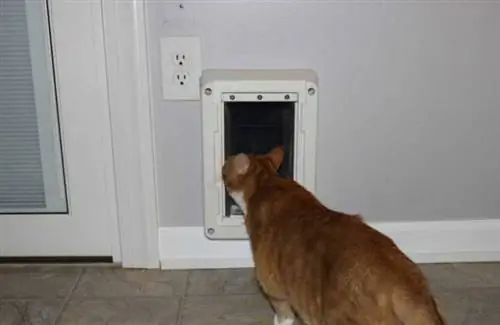 DIY Cat Door in Wall