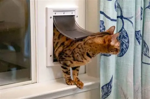 Gran patio para gatos con acceso a la ventana: Purrfectamente hogareño