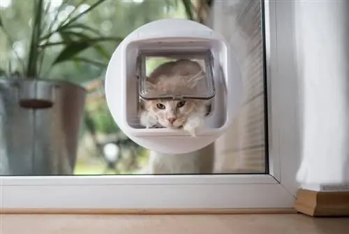 5 Puertas para gatos hechas a mano para planos de ventanas que puedes hacer hoy (con imágenes)