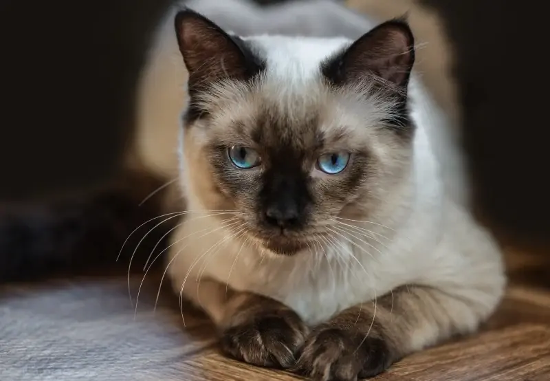 ቸኮሌት ነጥብ Ragdoll ድመት