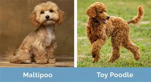 M altipoo vs Toy Poodle зэрэг