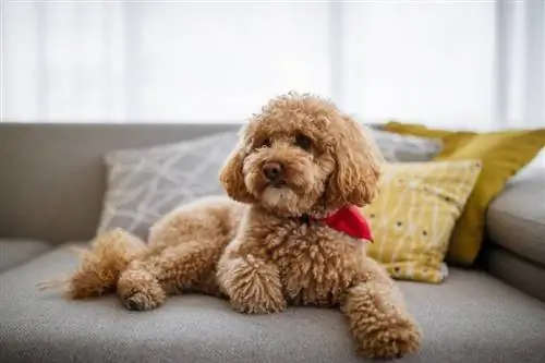 caniche de joguina marró a casa