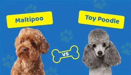 M altipoo vs Toy Poodle: quina hauria de triar?