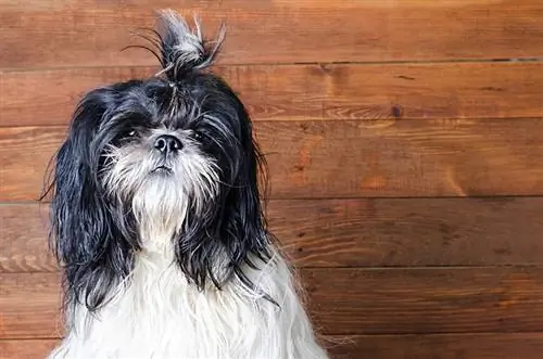 Shih Tzu blanco y negro