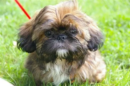 shih-tzu