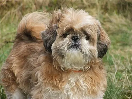 ¿Los Shih Tzu ladran mucho? ¡Todo lo que necesitas saber